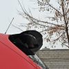Seat Leon Mk2 MS Design - Aileron / Extensão | SE-LE-2-MS-CAP1G | Produto Maxton Design distribuído por Unicartuning. Seat Leon Mk2 MS Design - Aileron / Extensão | SE-LE-2-MS-CAP1G | Produto Maxton Design distribuído por Unicartuning.