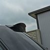 Audi S4 / A4 S-Line B7 Avant - Aileron / Extensão | AU-A4-B7-S/S-LINE-CAP1G | Produto Maxton Design distribuído por Unicartuning. Audi S4 / A4 S-Line B7 Avant - Aileron / Extensão | AU-A4-B7-S/S-LINE-CAP1G | Produto Maxton Design distribuído por Unicartuning.